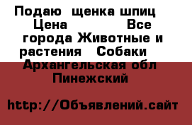 Подаю. щенка шпиц  › Цена ­ 27 000 - Все города Животные и растения » Собаки   . Архангельская обл.,Пинежский 